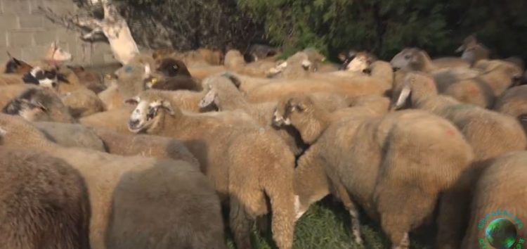 Kurban Bajram se slavi i u Nišu